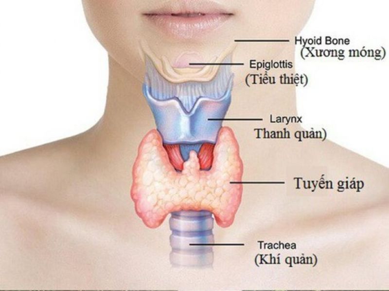 Tuyến giáp là gì